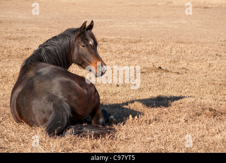 Dark bay Arabian Horse in appoggio in erba secca, sdraiato Foto Stock