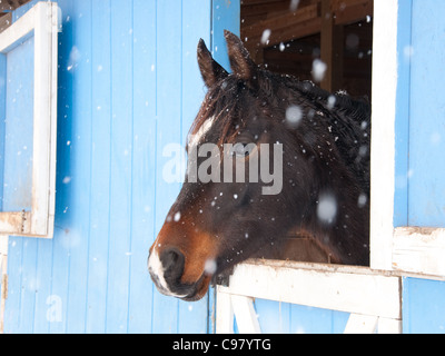 Dark bay Arabian Horse guardando al di fuori di un granaio blu in presenza di un notevole manto di neve caduta Foto Stock