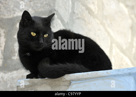 Gatto randagio a Hydra Island, Grecia Foto Stock