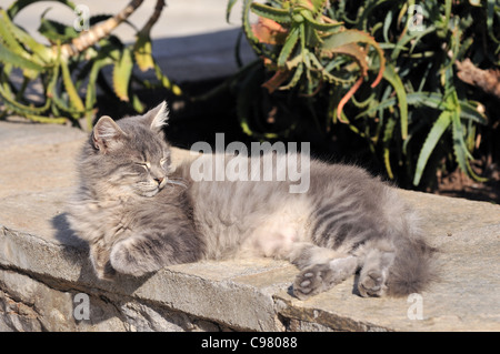 Gatto randagio a Hydra Island, Grecia Foto Stock