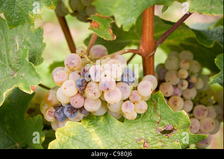 La muffa nobile Botrytis su uve Riesling nella vigna Herrenberg, Bad Durkheim, Renania-Palatinato, Germania Foto Stock