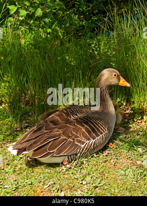 Graylag o Graylag goose della specie Anser anser l'antenato di oche domestiche che si trova in Europa e Nord America Foto Stock
