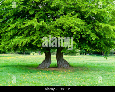 Pollarded carpino albero con il suo tronco divisa a metà nella foresta di Hatfield Essex England Regno Unito Foto Stock