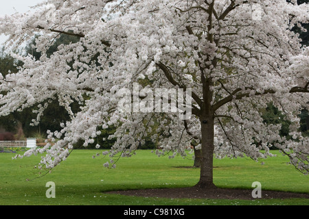 Albero con abbondanti fiori bianchi Foto Stock