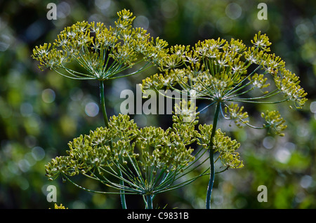 Infiorescenza finocchio - aneto Foto Stock