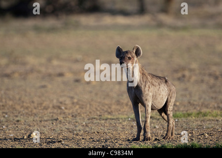 Spotted hyena indipendente alto (Crocuta crocuta) Foto Stock