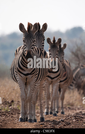 Zebra mandria camminando in una riga Foto Stock