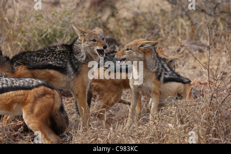 Nero-backed Jackal pack Foto Stock