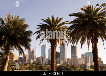 Le palme a Sydney in Australia Foto Stock