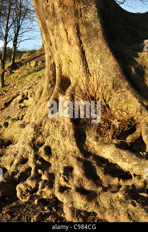 Twisted radici del vecchio albero, Keswick, Lake District inglese, Cumbria, Regno Unito Foto Stock