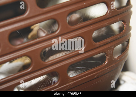 Immagine del ratto pet guardando attraverso le lacune in marrone trasportare gabbia Rattus norvegicus Foto Stock