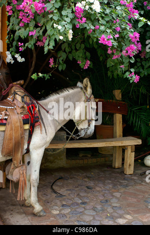 Burro nella città di El Quelite vicino a Mazatlan, Sinaloa, Messico Foto Stock