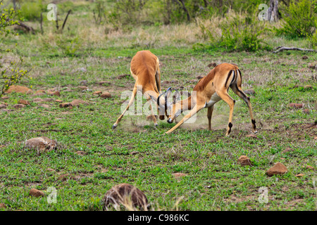 Impala 'Aepyceros melampus' rams combattimenti durante la stagione degli amori. Parco Nazionale di Kruger in Sud Africa. Foto Stock