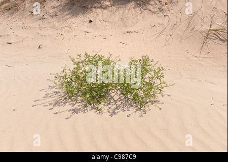 Piante succulente Cakile maritima crescente sulla duna di sabbia a partire a colonizzare la spiaggia di interfaccia dune Foto Stock