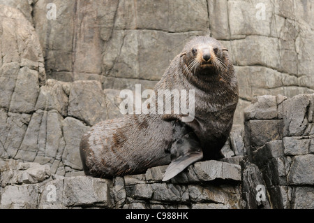 Nuova Zelanda pelliccia sigillo Arctocephalus forsteri maschio adulto fotografato in Tasmania, Australia Foto Stock