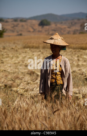 Lo stato di Shan, Myanmar : Shan donna con tradizionale thanakha sul suo viso è il ritaglio della mietitura del grano , Foto Stock