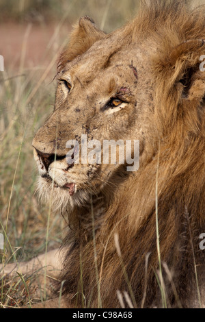 Ritratto di un maschio di leone con una battaglia-spaventato di fronte Foto Stock