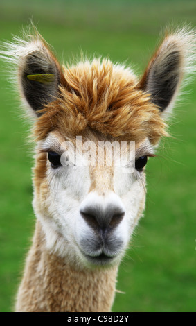 Un alpaca (Vicugna pacos) fissando la telecamera Foto Stock