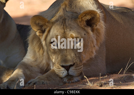 Giovane maschio lion riposa all'ombra Foto Stock
