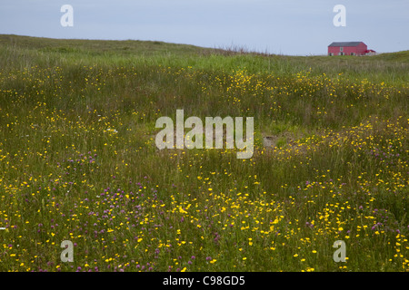 Molla gialla di fiori di campo in un campo verde con il cielo blu e in rosso di un fienile in distanza. Foto Stock