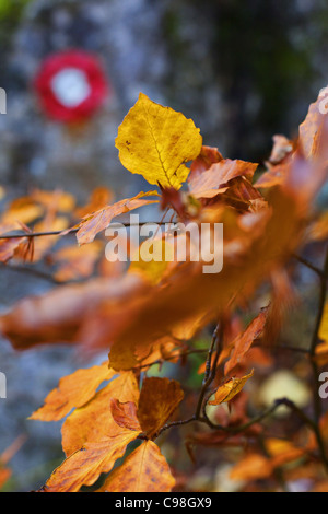 Dettaglio di foglie di Albero in autunno con il segno rosso in background su roccia. Foto Stock