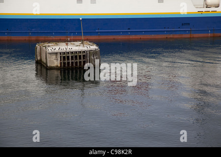 Una foto a colori di alcuni uccelli marini in appoggio su un vecchio cemento la boa nel porto di traghetto, Nova Scotia Foto Stock