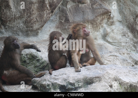 Tre Hamadryas babbuini toelettatura in Singapore Zoo Foto Stock