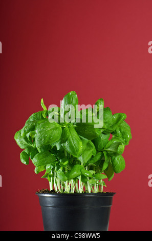 Il basilico fresco in un pot nero su sfondo verde Foto Stock