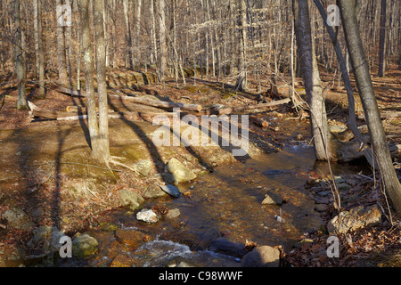 Guardando verso nord-ovest dal Whiskey Run, Catoctin Mountain Park, Maryland. Foto Stock