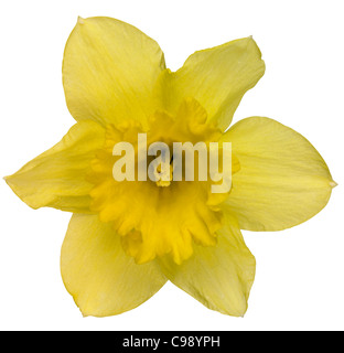 Studio frontale della fotografia di un giallo daffodil isolato su bianco con tracciato di ritaglio Foto Stock