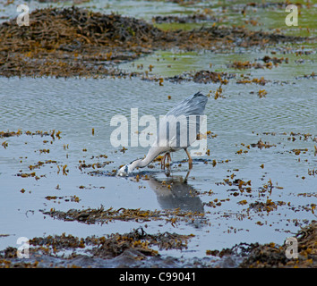 Airone cenerino la pesca nella marea crescente, Isle of Mull, Scozia. SCO 7727 Foto Stock