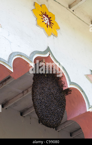 Indian miele api su alveare su archi di un tempio indiano. Andhra Pradesh, India Foto Stock