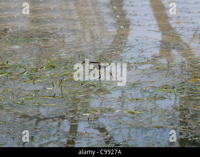 Pettine Crested Jacana noto anche come Gesù Uccello Giallo a zone umide d'acqua, il Parco Nazionale Kakadu,Territorio del Nord, l'Australia Foto Stock