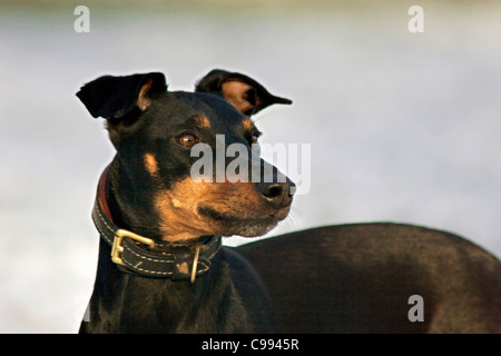 Manchester-Terrier ritratto Foto Stock