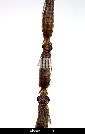 Cotti o fritti libellule su un bastone come venduti presso la Donghuamen Night Market Wangfujing di Pechino CINA Foto Stock