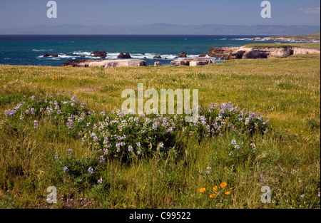 CALIFORNIA - fioritura di lupino vicino al punto Buchon sulla Pacific Gas ed elettrico Canyon Company-Diablo Power Plant proprietà. Foto Stock