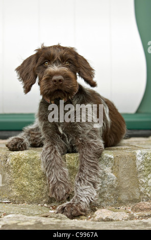 Puntamento Wirehaired Griffon cucciolo - disteso di fronte a casa Foto Stock