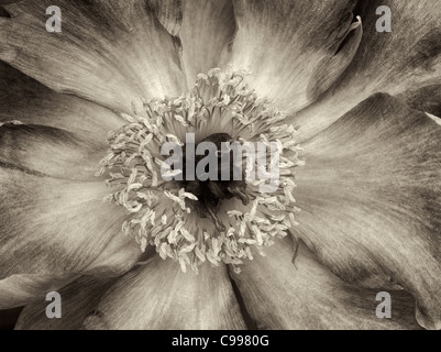 Close up Peonia non identificato, Foto Stock