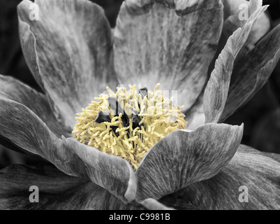 Unidentified peonia fiore Foto Stock