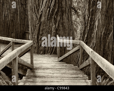 Ponte sul torrente nel Redwood National e parchi statali, California Foto Stock