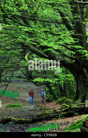 Walkers sul colle più alto nel Dorset - Lewesdon, faggi avente fresche foglie di nuovo nella Primavera del Regno Unito Foto Stock