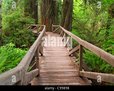 Ponte sul torrente nel Redwood National e parchi statali, California Foto Stock