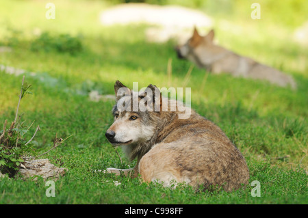 Lupo orientale giacente Foto Stock