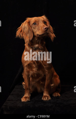 Lavorando Cocker Spaniel su uno sfondo di colore nero Foto Stock