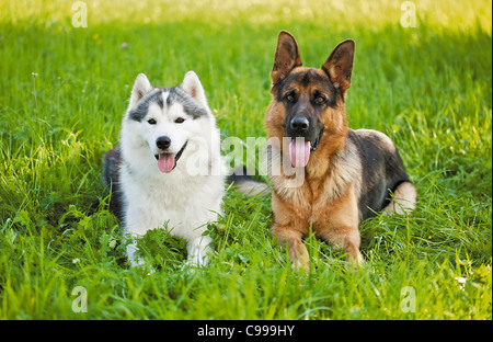 Siberian Husky cane pastore tedesco cane prato Foto Stock