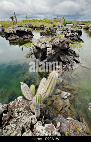 Los Tuneles island / snorkeling sito nelle vicinanze di Isabela island, Galapagos, Ecuador. Foto Stock