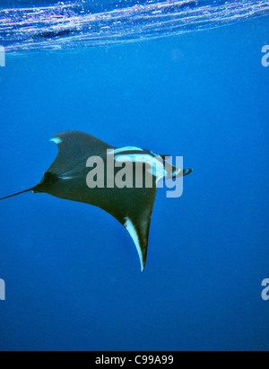 Manta ray nei pressi di superficie sul modo di Los Tuneles snorkeling sito. Isabela island, Galapagos, Ecuador. Foto Stock