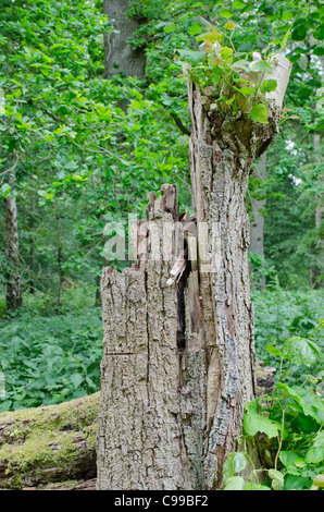 Foglia di nuovo la crescita su un vecchio tronco di albero Foto Stock