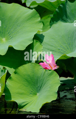 Lotus Lily o sacra Lotus (Nelumbo nucifera) fotografato all'acqua gialla delle zone umide, Kakadu, Territorio del Nord, l'estremità superiore, Australia Foto Stock