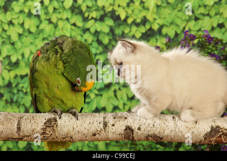 Gatto sacro Birmania gattino Amazon parrot Foto Stock